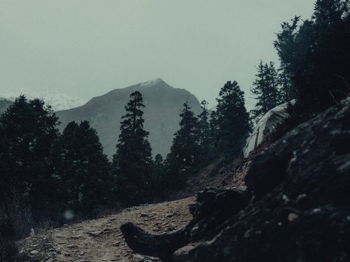 The path back through the lower-valley forest: misty, narrow, the altitude dropping fast. The field notebooks and thermal data came home with the team.